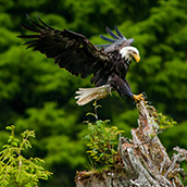 Bald Eagle in Tongass National Forest.  Landscape Photograpy by Alex Wilson.