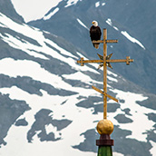 A bald eagle sits atop St. Michael's Cathedral in Sitka, AK.  Wildlife Photograpy by Alex Wilson.