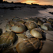 Horseshoe crabs spawning at Slaughter Beach on the Delaware Bay.  Wildlife Photograpy by Alex Wilson.