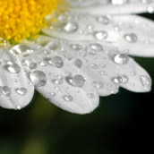 Daisy with water droplets.  Macro Photograpy by Alex Wilson.