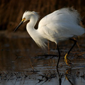 Snowy Egret photographed in the Prime Hook National Wildlife Refuge near Fowler Beach, Delaware.  Wildlife Photograpy by Alex Wilson.