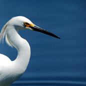 Snowy Egret photographed in the Prime Hook National Wildlife Refuge near Fowler Beach, Delaware.  Wildlife Photograpy by Alex Wilson.