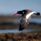 Oystercatcher, photographed at Fowler Beach on the Delaware Bay.  Wildlife Photograpy by Alex Wilson.