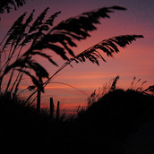 Sea oats, taken at sunset in the Outer Banks, North Carolina.  Landscape Photograpy by Alex Wilson.