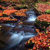 Fall color in Pendleton County, West Virginia.  Landscape Photograpy by Alex Wilson.