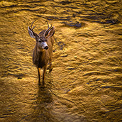 A mule deer wades in the Virgin River at Zion National Park in southwest Utah.  National Park Photograpy by Alex Wilson.